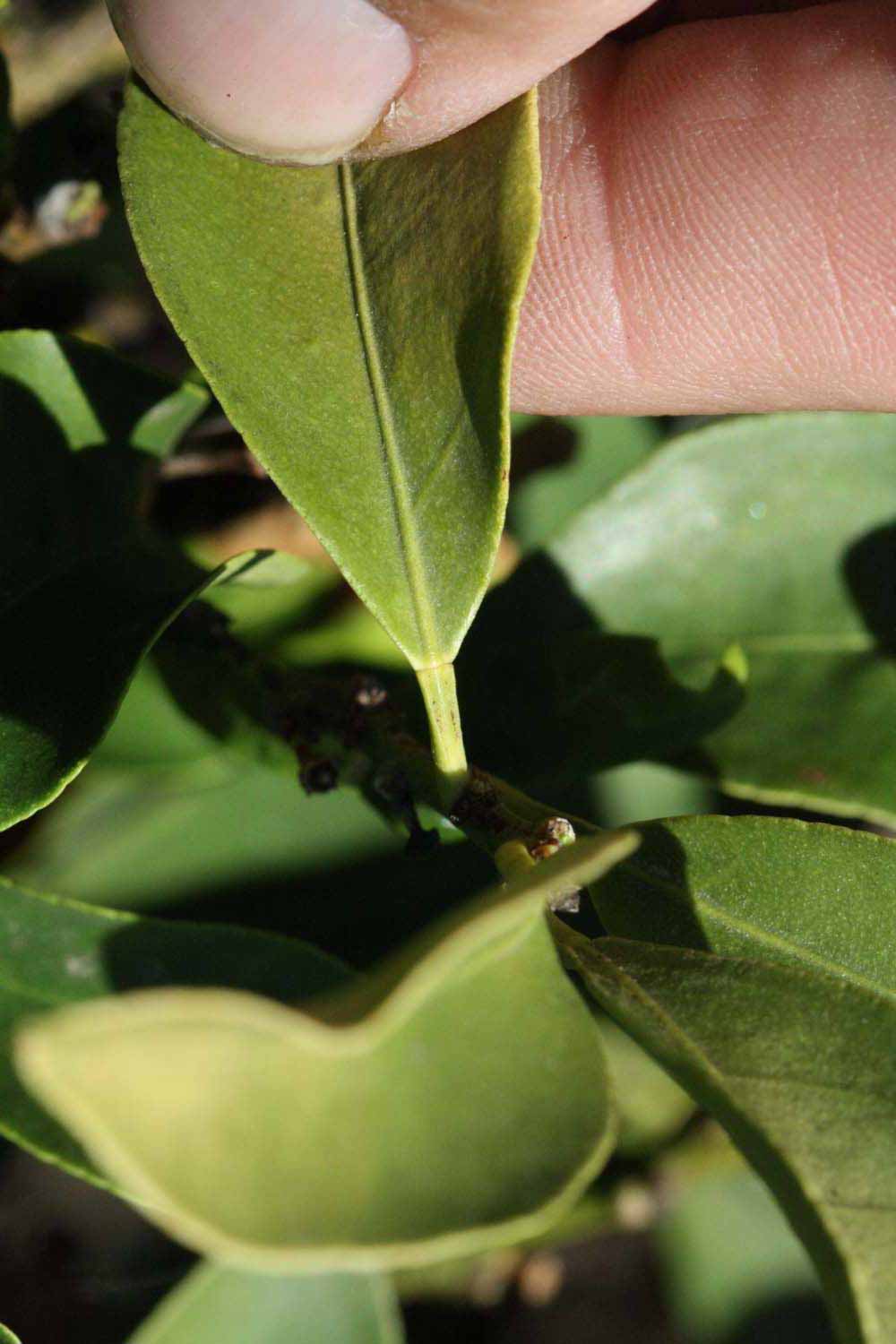              Unifoliolate leaf (Riverside, CA)       